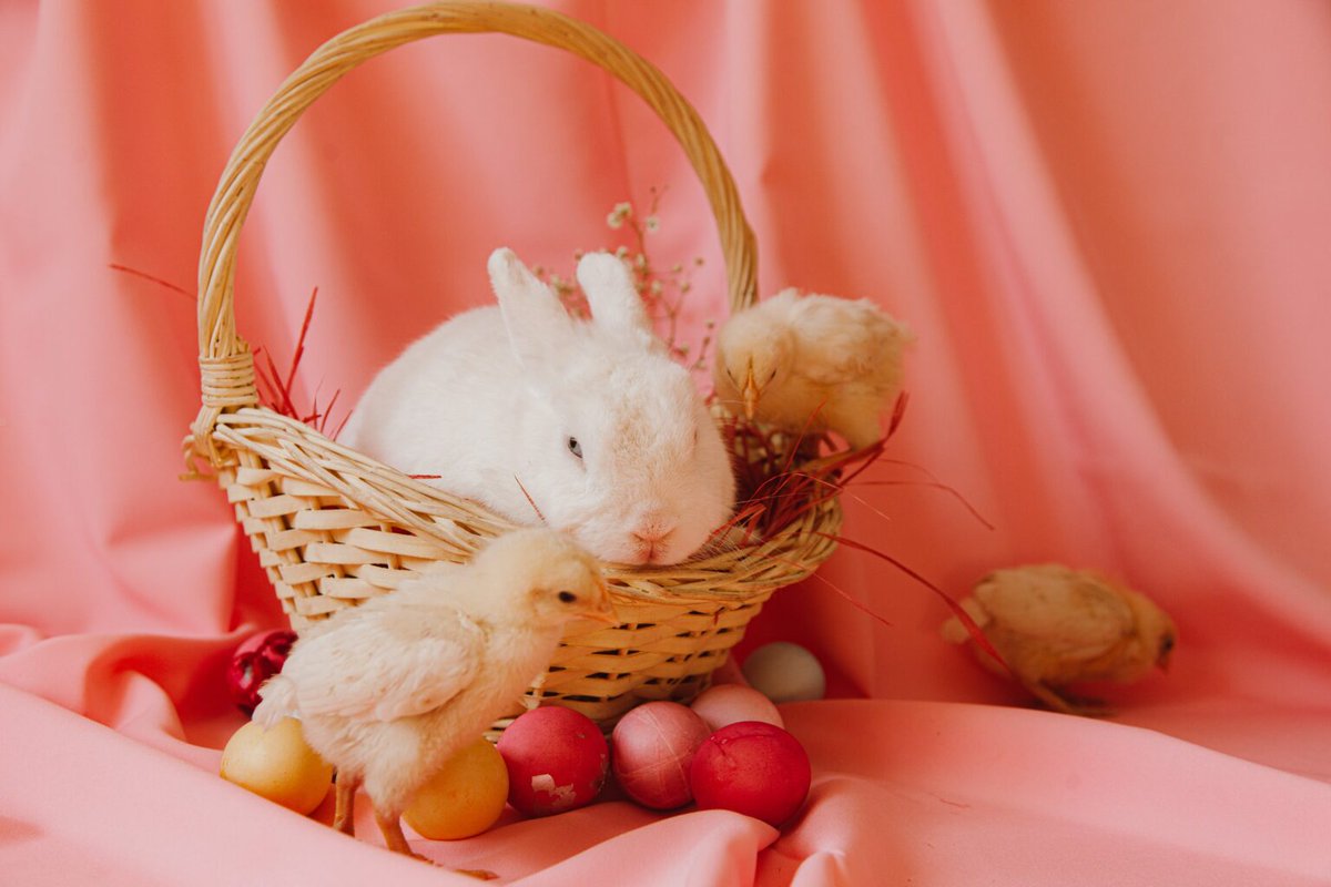Barking and Dagenham Council (@lbbdcouncil) on Twitter photo Looking for things to do with the kids this Easter? 👀
Check out these cracking events at <a href="/ValenceHouse/">Valence House</a>
🐣 Gemma's Farm (16 April)
🐣 Easter Egg Hunt (5 - 19 April)
🐣 Outdoor Easter Trail (5 - 19 April)
Find out more 👇🏾
orlo.uk/QylY6
<a href="/CllrAshraf/">Cllr Saima Ashraf</a> Looking for things to do with the kids this Easter? 👀
Check out these cracking events at <a href="/ValenceHouse/">Valence House</a>
🐣 Gemma's Farm (16 April)
🐣 Easter Egg Hunt (5 - 19 April)
🐣 Outdoor Easter Trail (5 - 19 April)
Find out more 👇🏾
orlo.uk/QylY6
<a href="/CllrAshraf/">Cllr Saima Ashraf</a>