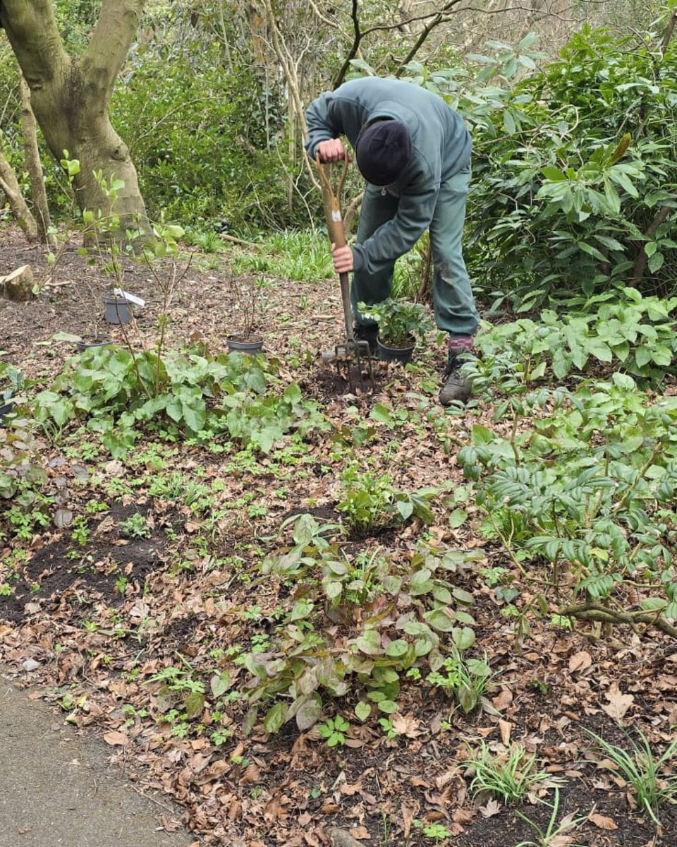 Shout out to the gardening team at Golders Hill Park, with Heath Hands, for their hard work in the Hill Garden &amp; Pergola! They've been weeding, clearing, and replanting to keep our garden thriving. Check out the fantastic results! ✨ #HampsteadHeath