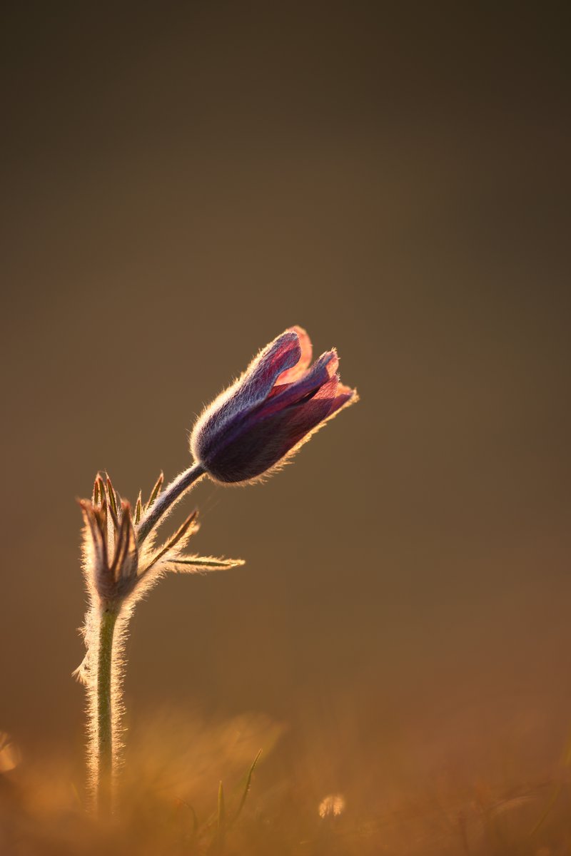 Pasque Flower at first light