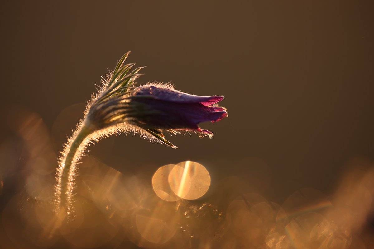 Pasque Flower