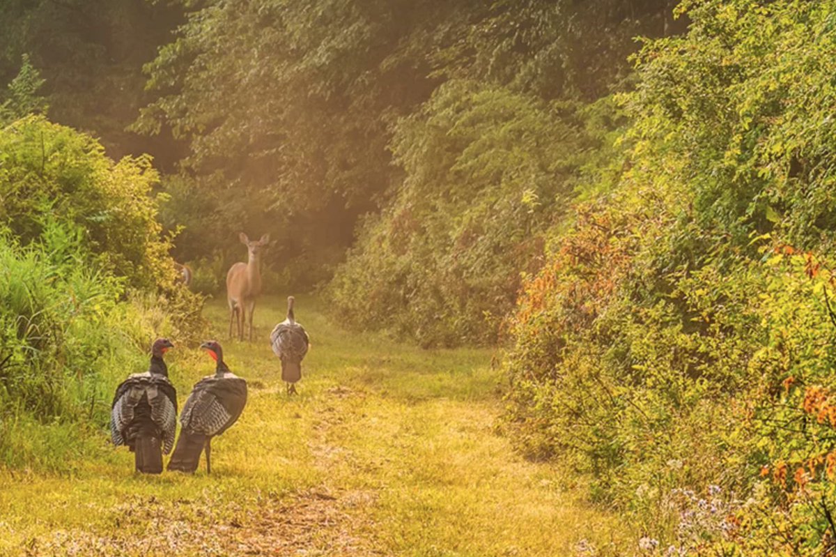 OODMag's tweet photo. Social media posts about the Haliburton Highlands conservation project are misinformed.
https://t.co/Sb1xb4Scmi
#Hunting #Fishing #Outdoors #HaliburtonHighlands #HighlandsCorridor #ConservationReserve https://t.co/lKLIKr0sey