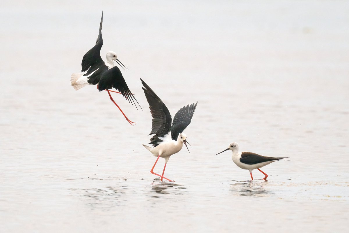 Black winged stilts dance like squabbling on the #Algarve #Portugal 
#spring #nature #wildlife #BBCWildlifePOTD #wildlifephotography #NaturePhotography #birdwatching #birds #BirdsOfTwitter #BirdsSeenIn2025