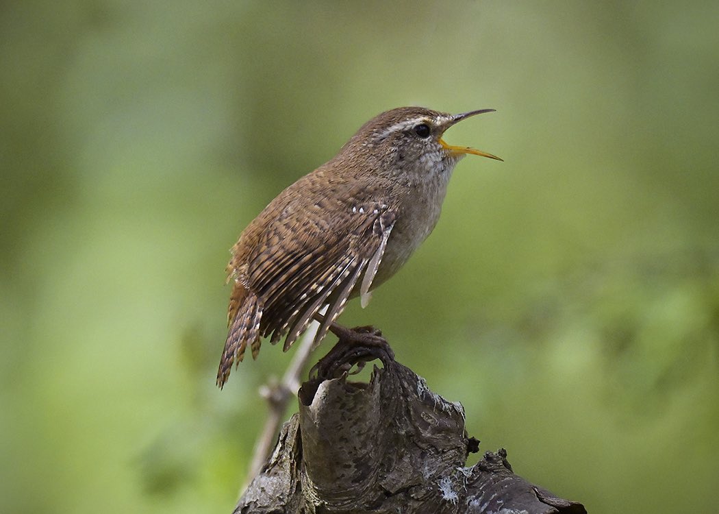 For such a little bird they have such a loud voice <a href="/Natures_Voice/">RSPB</a> #wren #singing