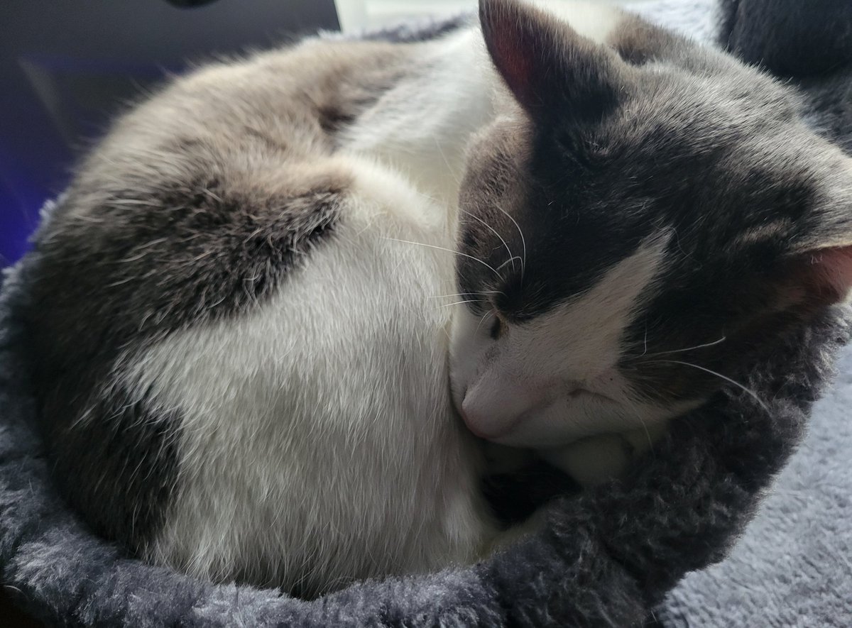 ForeverFreia's tweet image. Homes get selfies. The masses get cats 💋 #selfieday