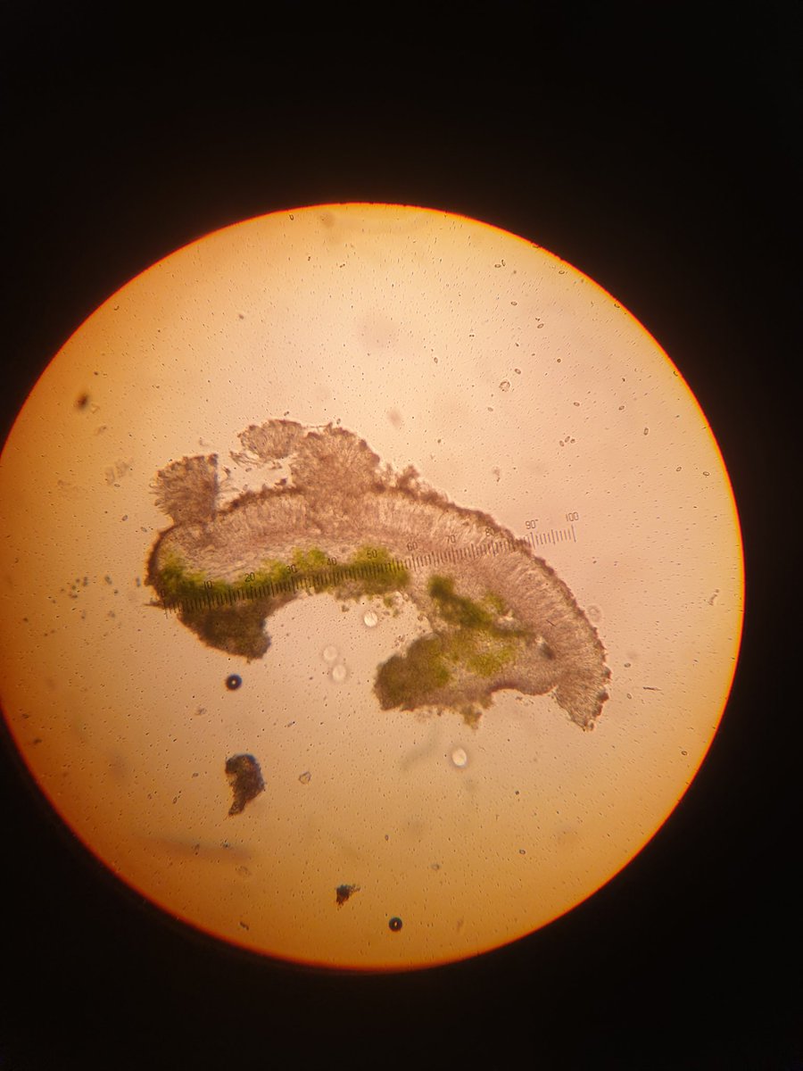 Rachel Mailes tweet media