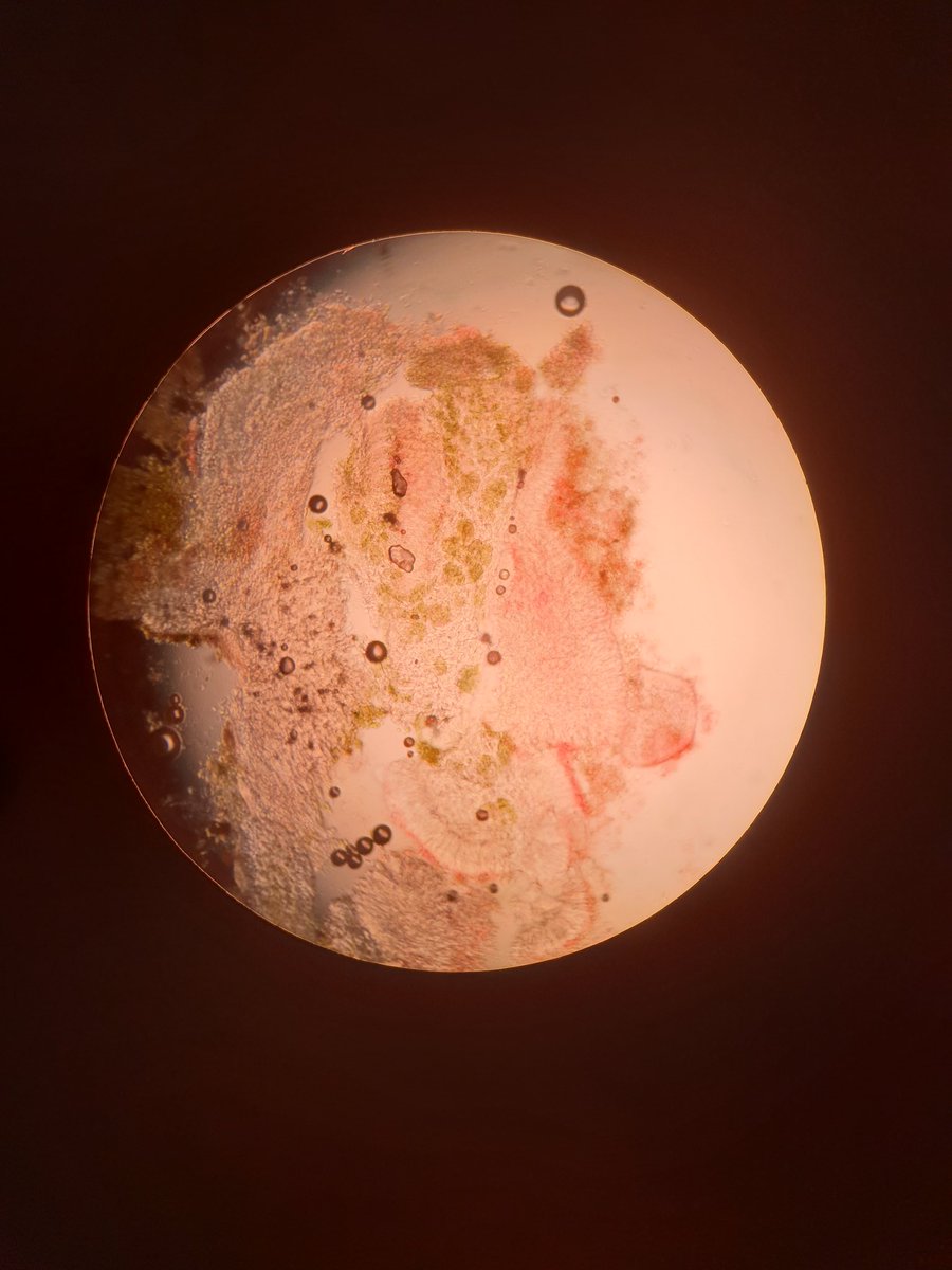 Rachel Mailes tweet media