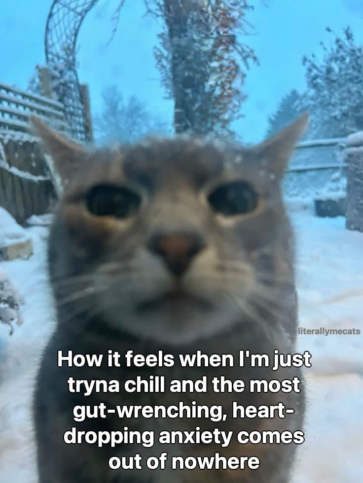 LiterallyMeCats (@literallymecats) on Twitter photo 