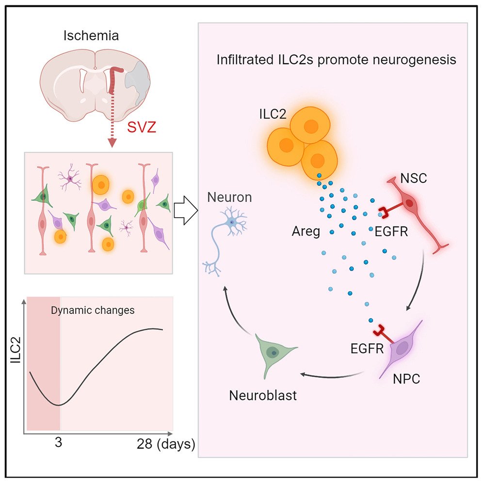ILC2 instructs neural stem and progenitor cells to potentiate neurorepair after stroke: <a href="/NeuroCellPress/">Neuron</a>  cell.com/neuron/fulltex…