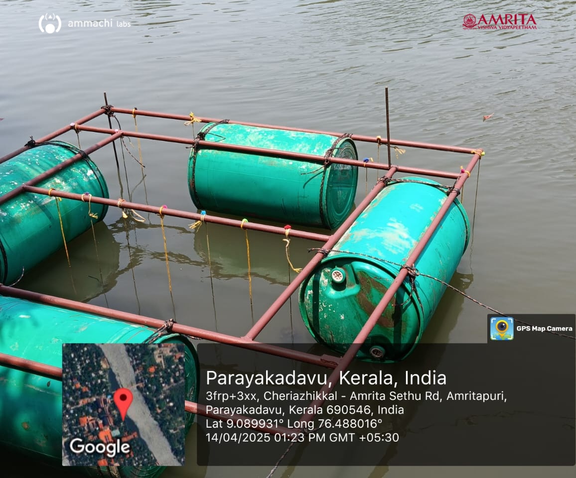 ammachilabs's tweet photo. 🌊🐚This #Vishu, @AMMACHILabs launched a sustainable mussel farming project at Amritapuri Ashram.🌱

Mussels clean water &amp; provide nutrition—no feed, no fertilizer. A step toward blue economy &amp; eco-livelihoods! 💙🌍

#AmritaVishwaVidyapeetham #AMMACHILabs #Amritapuri 
@AMRITAedu https://t.co/YqMFJj1j7y