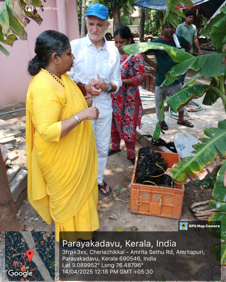ammachilabs's tweet photo. 🌊🐚This #Vishu, @AMMACHILabs launched a sustainable mussel farming project at Amritapuri Ashram.🌱

Mussels clean water &amp; provide nutrition—no feed, no fertilizer. A step toward blue economy &amp; eco-livelihoods! 💙🌍

#AmritaVishwaVidyapeetham #AMMACHILabs #Amritapuri 
@AMRITAedu https://t.co/YqMFJj1j7y