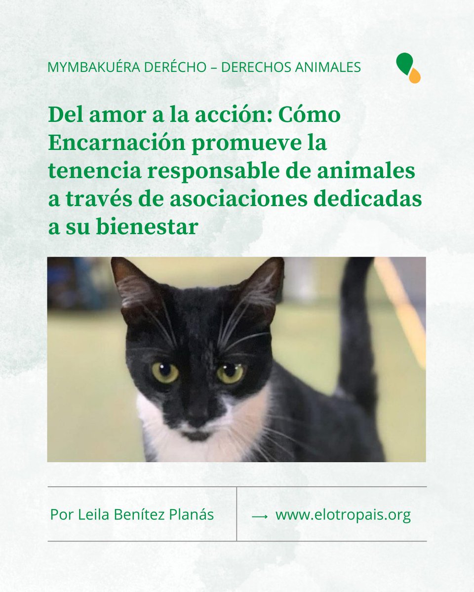 ¿Te interesa adoptar una mascota? 👀

En Encarnación, el amor por los animales moviliza a muchos voluntarios que dedican su tiempo y esfuerzo a rescatar, cuidar y buscar hogares para perros y gatos en situación de calle.