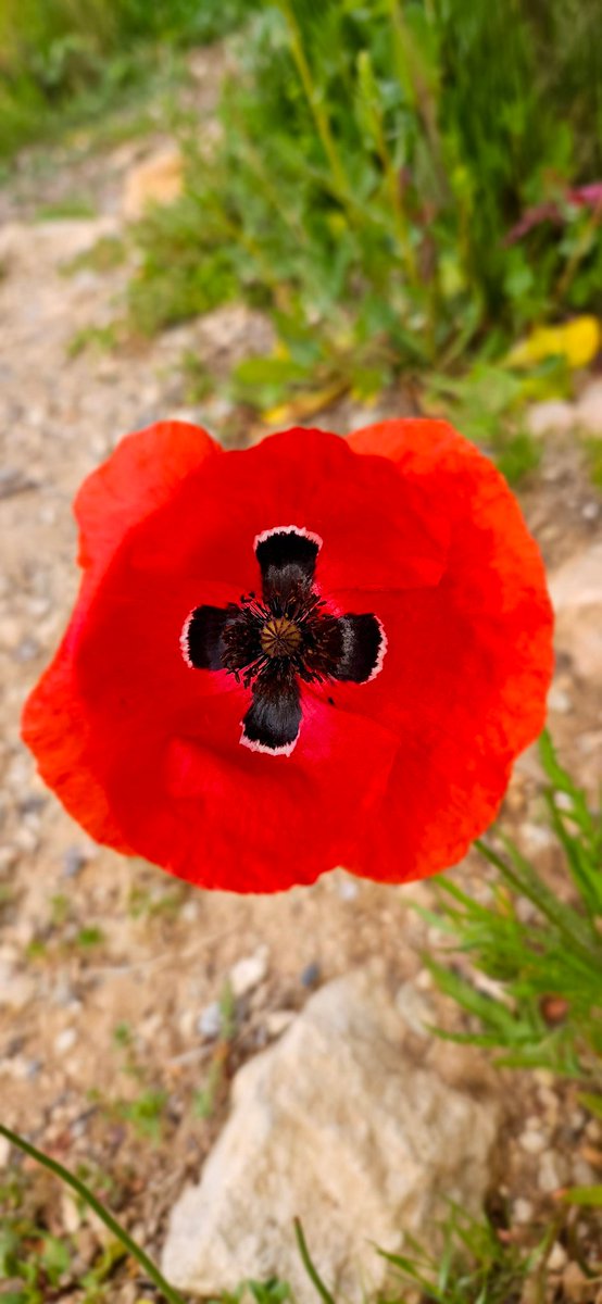 Juan Manuel Cotelo tweet media