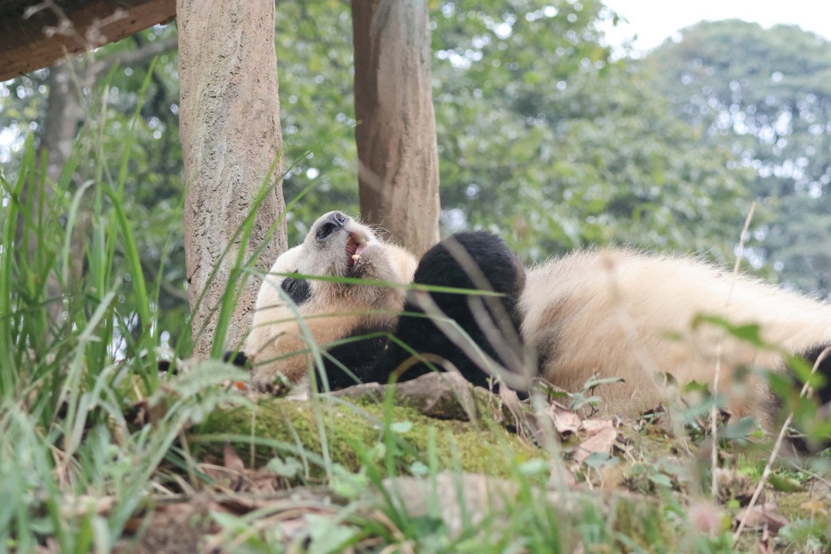 シャンシャン8歳のお誕生日おめでとう🎉よく頑張ったね🥺これからも元気で楽しく幸せな毎日が続きますように❣️
2024.3 雅安碧峰峡パンダ基地
 #松坂屋上野店すくすくパンダ写真展