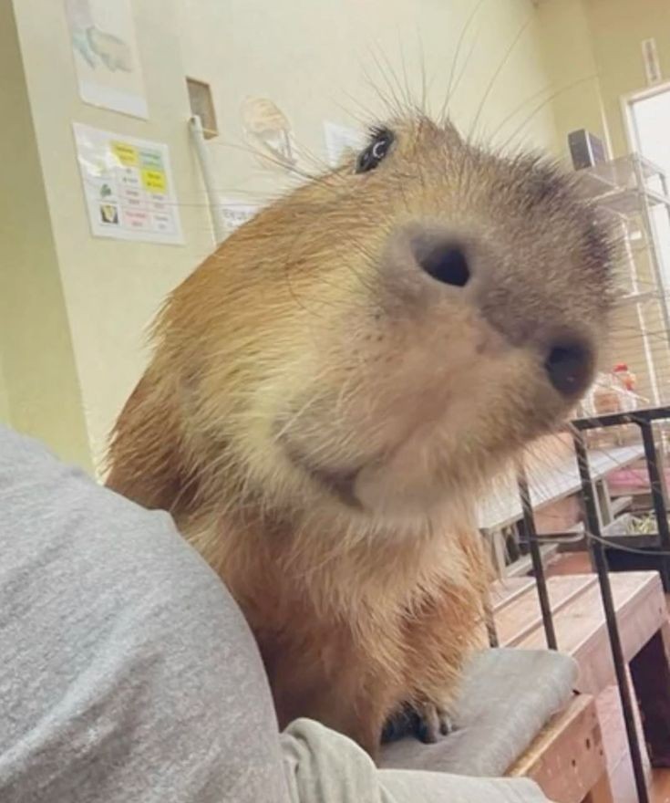 취준? 어학공부?
무슨 소리를 하는거야, 너 꿈 꿨어?
오늘 나랑 과일 먹기로 했잖아