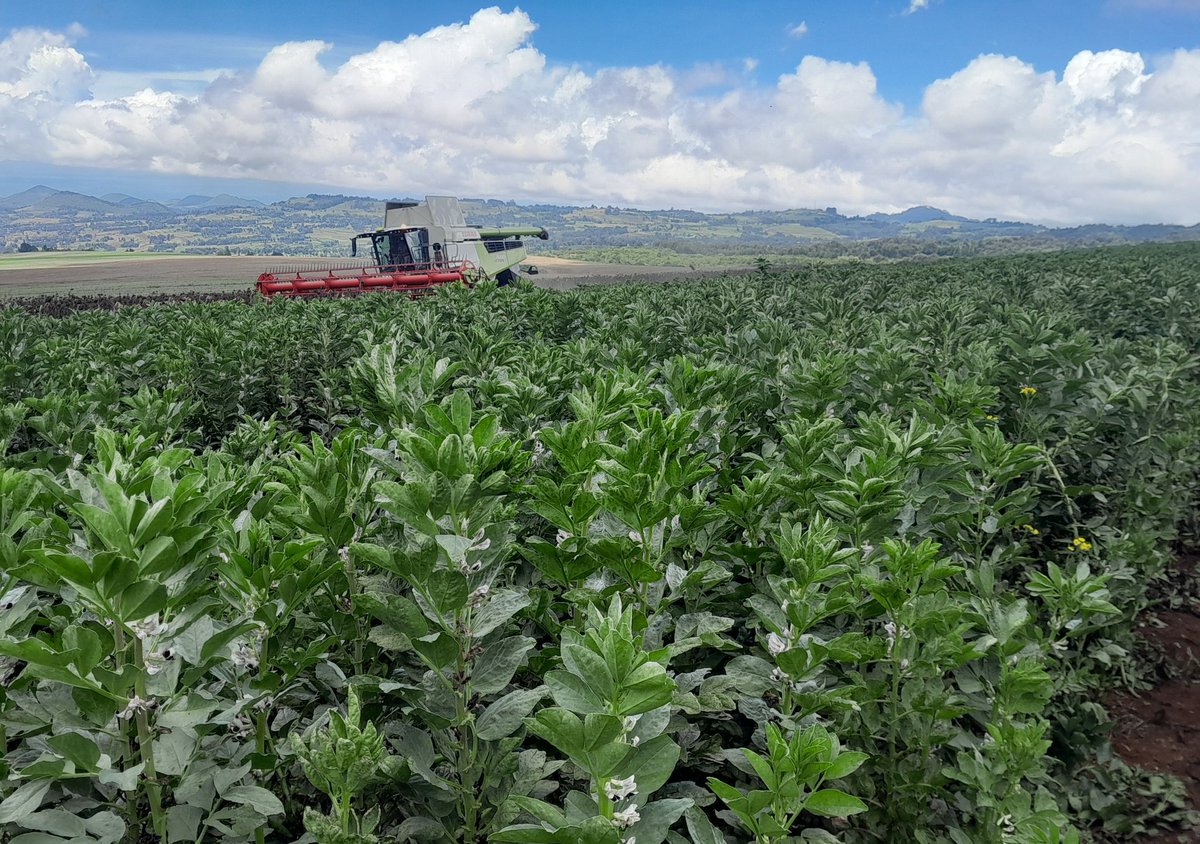 Combines finishing the harvest with sunflowers in the background. 
Of all the crops we grow, I find sunflowers one of the hardest to articulate the overall benefits of, beyond the gross margin. Able to sit and wait to a point at harvest, very little spraying, flexible planting