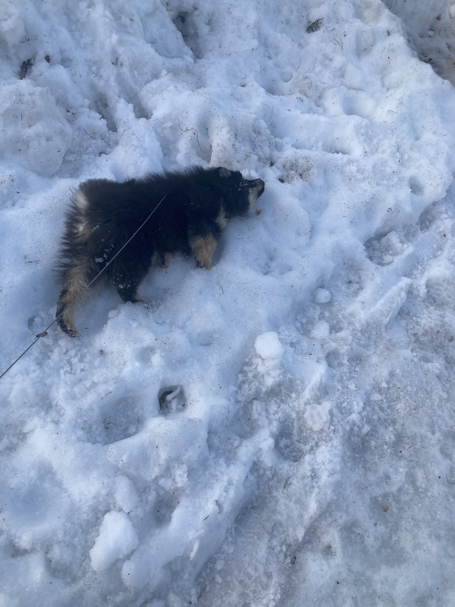 I have this one piece that’s been like 90% finished for weeks.
But whenever this guy give me room to breathe I am 100% done XD 
(He cute tho)