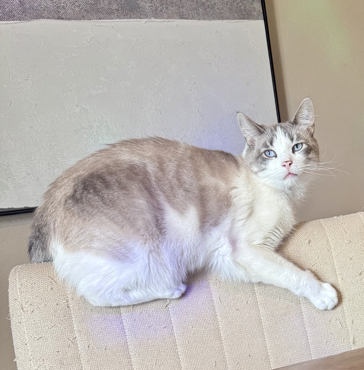 🚨LOST CAT🚨
Uncle Kitten is an altered, 1-3 yr. male -Looks like a Snowshoe-went missing on 4/11 on Lambeth Dr near Guilford HS in Rockford. His owner shared that he's friendly, though may not want to be picked up
👉Please call Rachel at (608) 751-7999 or (815) 988-3535 w/ info.