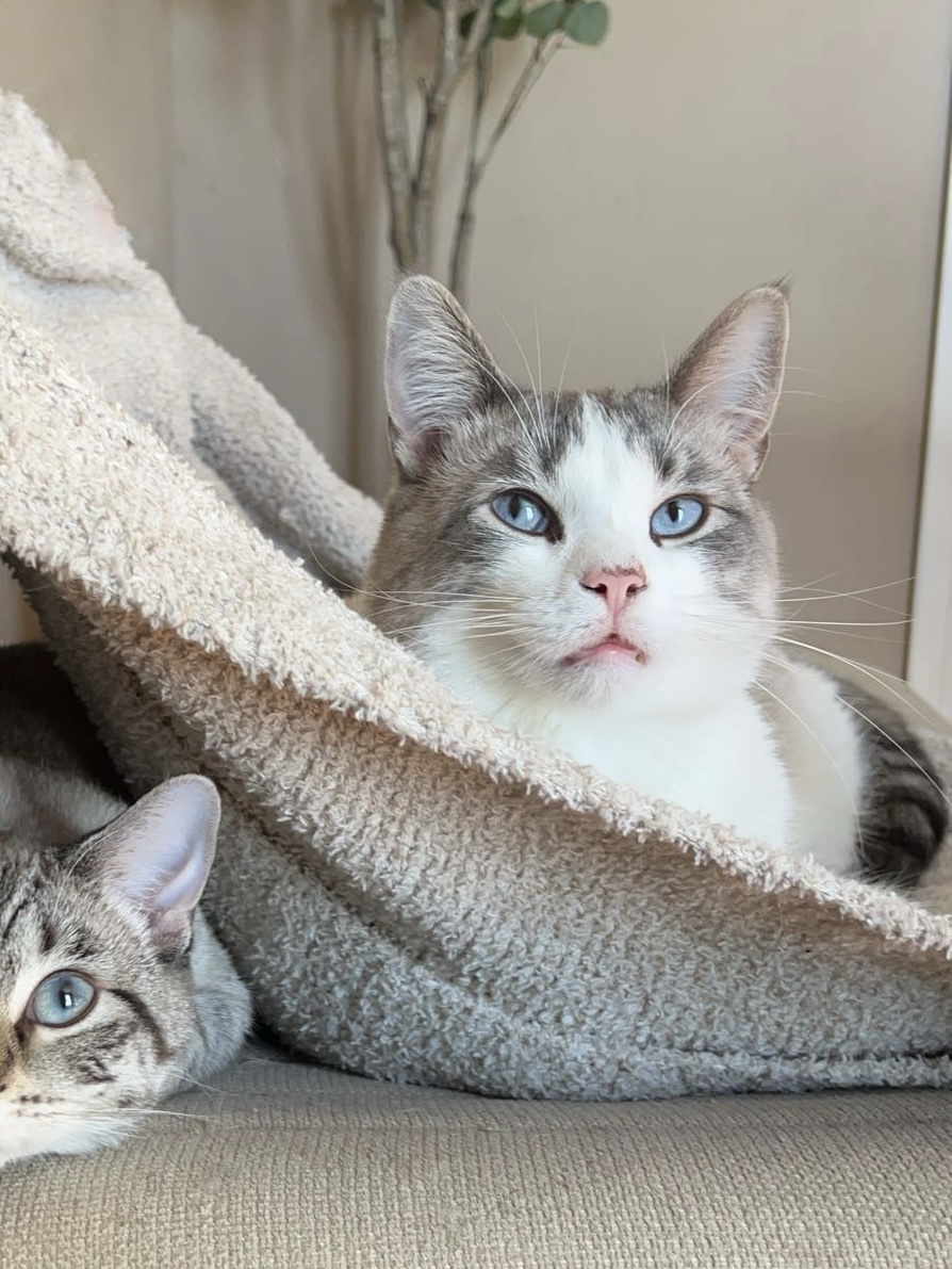 wcasanimals's tweet photo. 🚨LOST CAT🚨
Uncle Kitten is an altered, 1-3 yr. male -Looks like a Snowshoe-went missing on 4/11 on Lambeth Dr near Guilford HS in Rockford. His owner shared that he's friendly, though may not want to be picked up
👉Please call Rachel at (608) 751-7999 or (815) 988-3535 w/ info. https://t.co/wVJMpFT1el