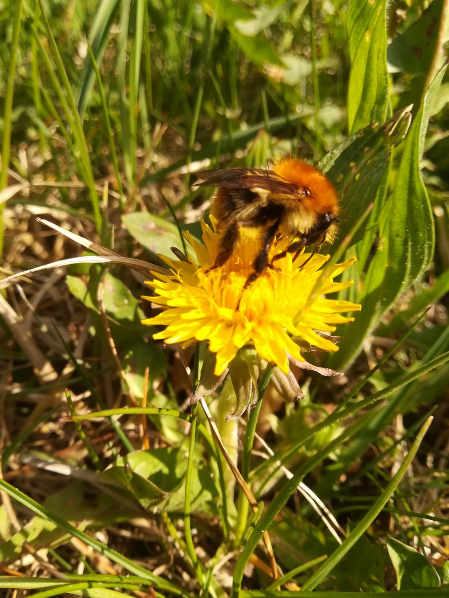 WaldPuffel tweet media