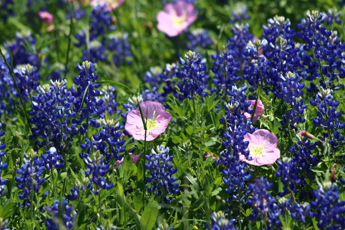 #wildflower <a href="/ifyoulovetexas/">If You Love Texas ...</a> @TxBkRds <a href="/jaybsauceda/">J.B. Sauceda</a> <a href="/TejasBob/">Texas Bob</a> <a href="/TexasRose1776/">🌹Lady🇺🇸Texan🌹</a> <a href="/TheWildImages/">The Wild Images</a> <a href="/TexasHistoryL/">Texas History Lessons-Michael Sparkman</a> <a href="/TexasHighways/">Texas Highways Magazine</a> <a href="/SarahLazarus16/">Sarah Lazarus 🇺🇸</a> <a href="/annamlulis/">Anna Lulis</a> <a href="/Mr_H_YouTube/">Mr H and Friends</a> <a href="/niahxoxo8/">Niah</a> <a href="/Beyonce/">BEYONCÉ</a> <a href="/wendylynnmyers/">Wendy Lynn Myers</a> <a href="/kezia_noble/">Kezia Noble</a> <a href="/NavExaminer/">Navasota Examiner</a> <a href="/chucknorris/">Chuck Norris</a>