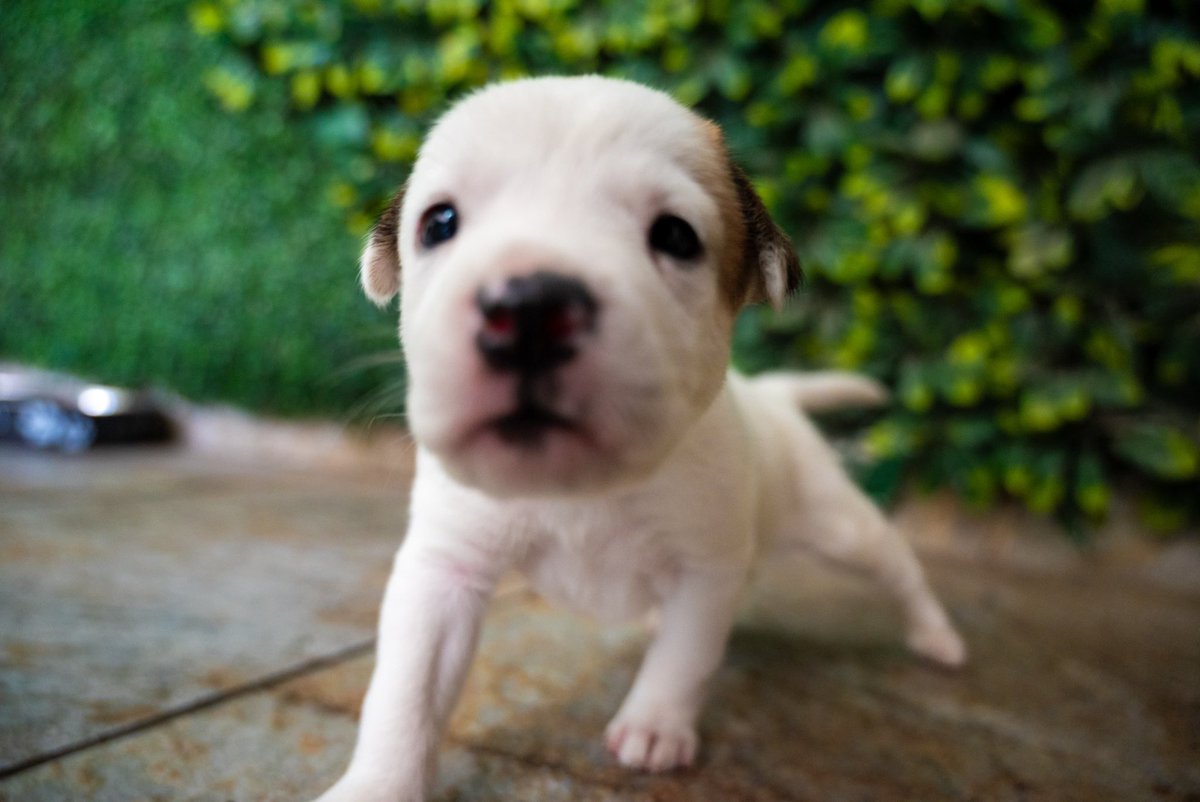 ¿Y si esta Semana Santa encuentras a tu compañero de aventuras? 🐶⛱️