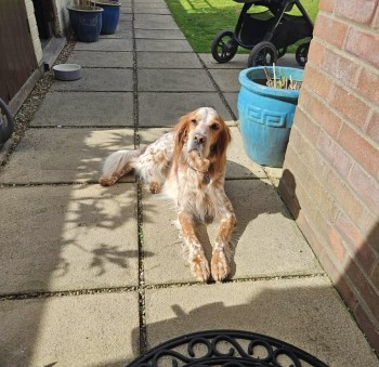 millypod1's tweet photo. SOL HOME SAFE. THANKS FOR RT's 😊🐕🐾
🆘13 APR 2025 #Lost SOL #ScanMe #Tagged
White/Beige English Setter Male
#Kessingland /#Benacre nr #Lowestoft #Suffolk #NR33
https://t.co/sBzUiDwDRW https://t.co/KIhh02x8X9
