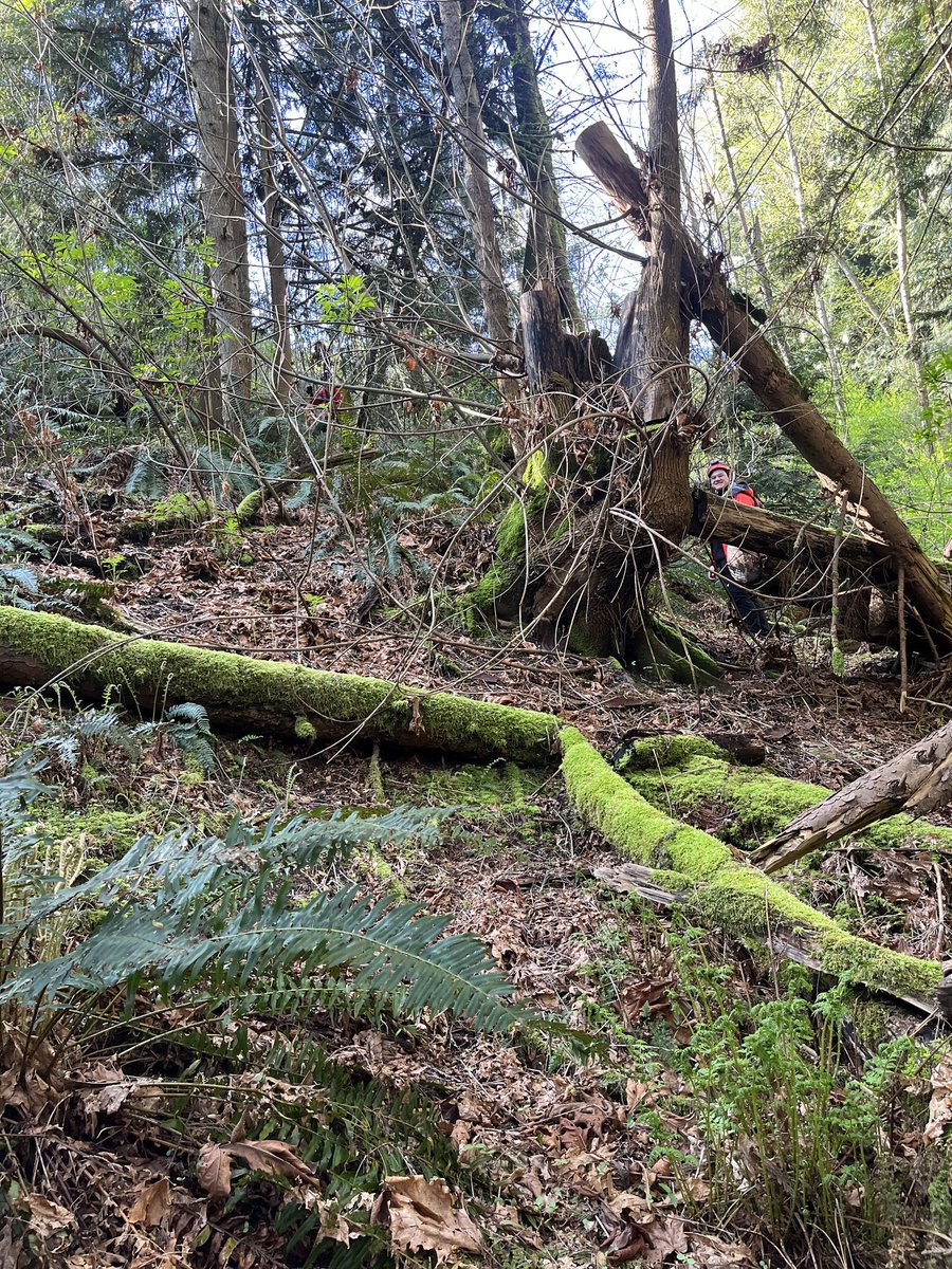 We were pleased to have 17 members attend and assist as mutual aid with South Fraser SAR Sunday. Some very wooded areas made searching tough — can you spot the 2 searchers in this photo?