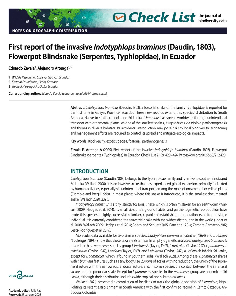 Khamai Foundation (@khamai_bio) on Twitter photo The invasive Flowerpot #BlindSnake (#Indotyphlops braminus) 🐍 is reported for the first time in #Ecuador.
Full article at 👉 doi.org/10.15560/21.2.…
Research by Eduardo Zavala and <a href="/alearteagath/">Alejandro Arteaga</a> with support from <a href="/khamai_bio/">Khamai Foundation</a>. The invasive Flowerpot #BlindSnake (#Indotyphlops braminus) 🐍 is reported for the first time in #Ecuador.
Full article at 👉 doi.org/10.15560/21.2.…
Research by Eduardo Zavala and <a href="/alearteagath/">Alejandro Arteaga</a> with support from <a href="/khamai_bio/">Khamai Foundation</a>.