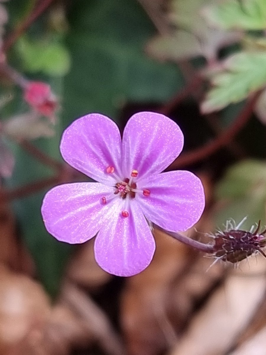 respecting nature tweet media