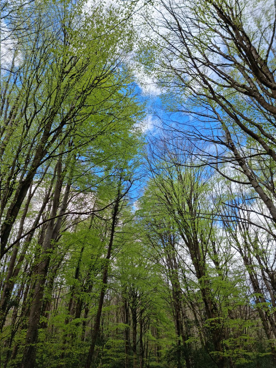 respecting nature tweet media