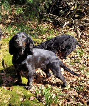 millypod1's tweet photo. COCO & CORKIE HOME SAFE.
THANKS FOR RT's πππΎ
12 APR 2025 #Lost MUM & DAUGHTER #ScanMe
Black With Brown Feet Cocker Spaniel Female
Eastern side towards the Deverills #MaidenBradley #Warminster #Wiltshire #BA12 https://t.co/CKv0wbhoH2 https://t.co/qhvVaoNX7Y