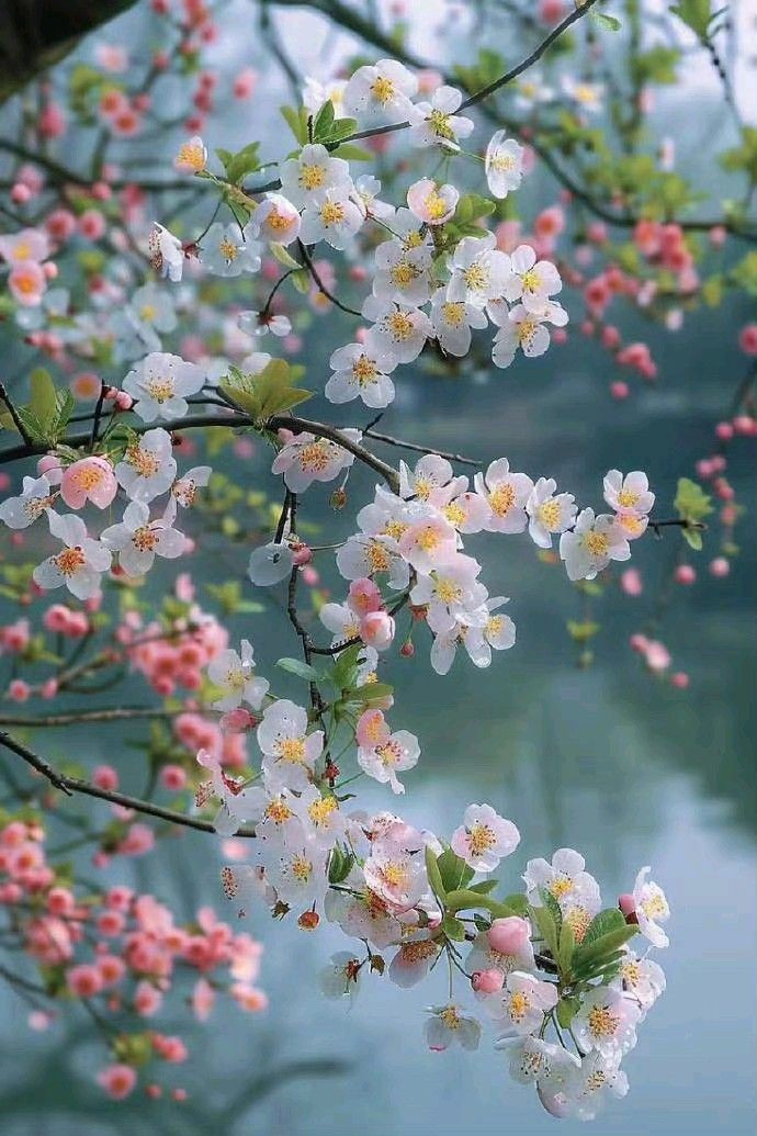 nooreharam30's tweet photo. Nature's delicate dance of blossoms, a gentle reminder of beauty's fleeting moments. #NaturePhotography #SpringVibes #FloralBeauty #BlossomMagic #EphemeralElegance https://t.co/t6p8cU7PgZ
