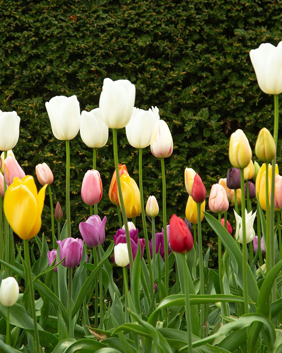 timbashield's tweet photo. Spring has officially sprung! 🌼🌿

It's finally time to embrace the beauty of nature!

Who else is loving the colourful transformation? 🌸🌱

#Timbashield #GardenInspo #Spring #DIY #Gardening https://t.co/xSgacu5zPN