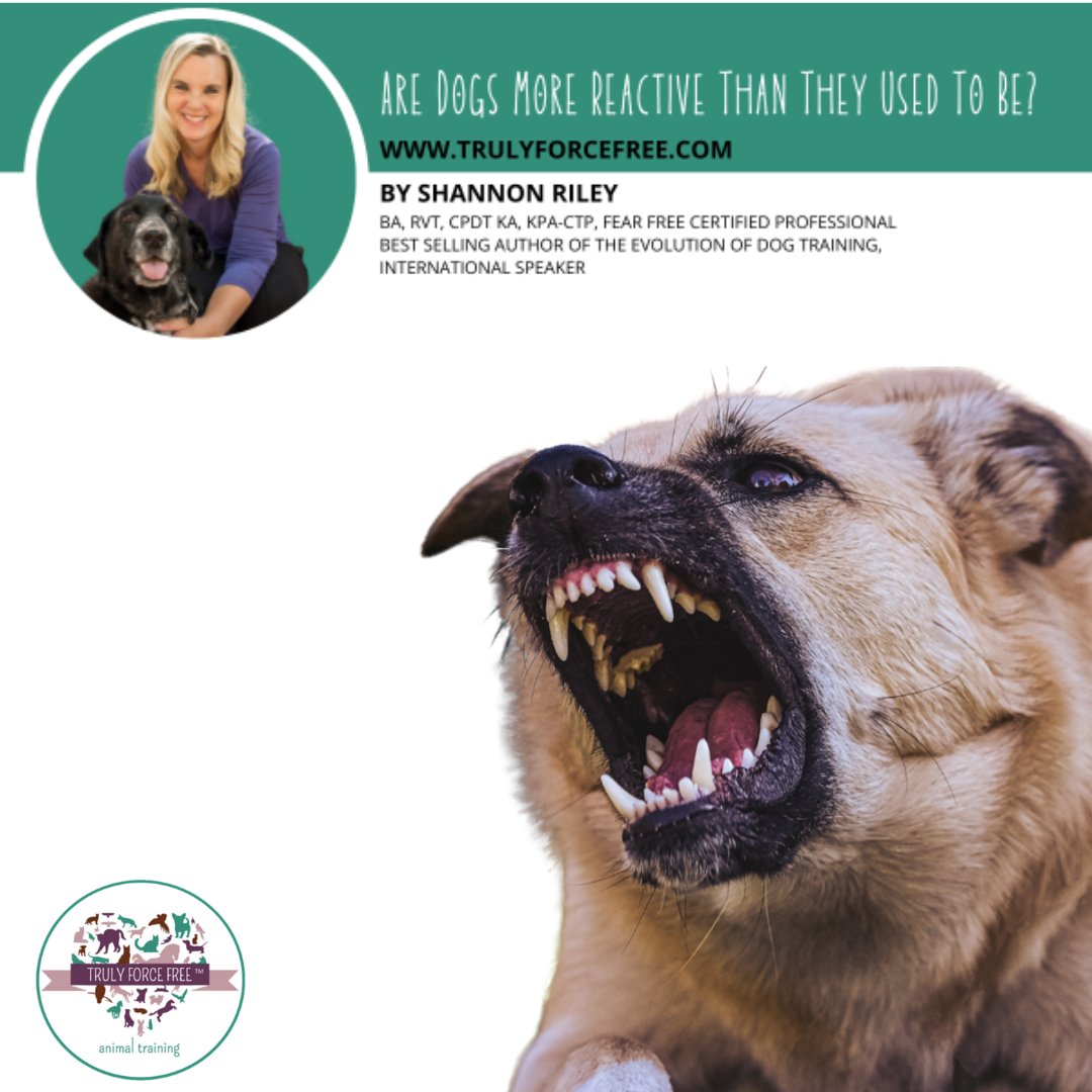 forcefree_pets's tweet image. 🐶🤬Shannon Riley's #dogblog Are Dogs More Reactive Than They Used to Be?

❗Continue Reading Dog Blog❗
trulyforcefree.com/are-dogs-more-…