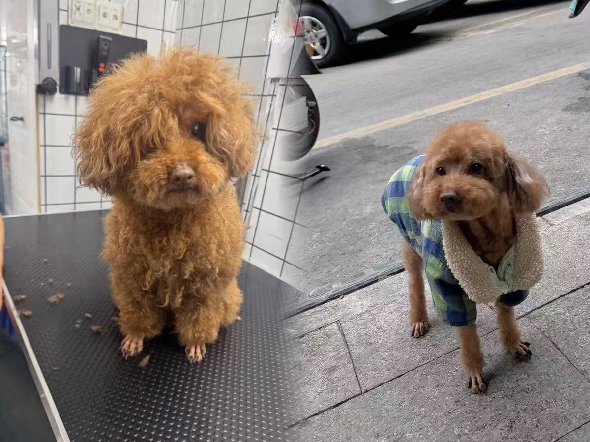 ppooppier's tweet photo. 小犬剪完头发变年轻了🐶 https://t.co/5TonwsRM2J