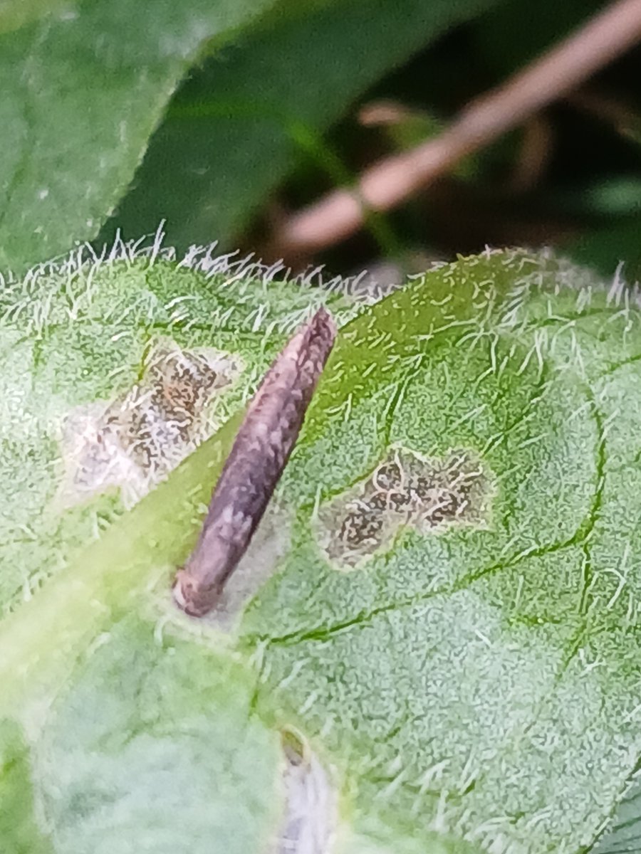 A new moth record for the park. Coleophora paripennella feeding on Knapweed 😊 #teammoth