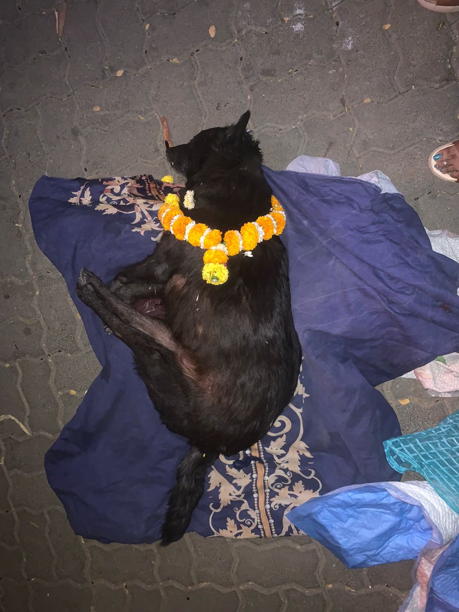 kbkamat's tweet photo. @anandmahindra ji, Where is Humanity ?  10+ dogs dead, These dogs belongs Mahindra Antheia Society (someone given POSION to these voiceless animals) @life_spaces. @CP_PCCity @PuneCityPolice @maheshklandge @AjitPawarSpeaks @PCcityPolice @pcmcindiagovin @CMOMaharashtra @pcmccomm. https://t.co/ryplZJsHFG
