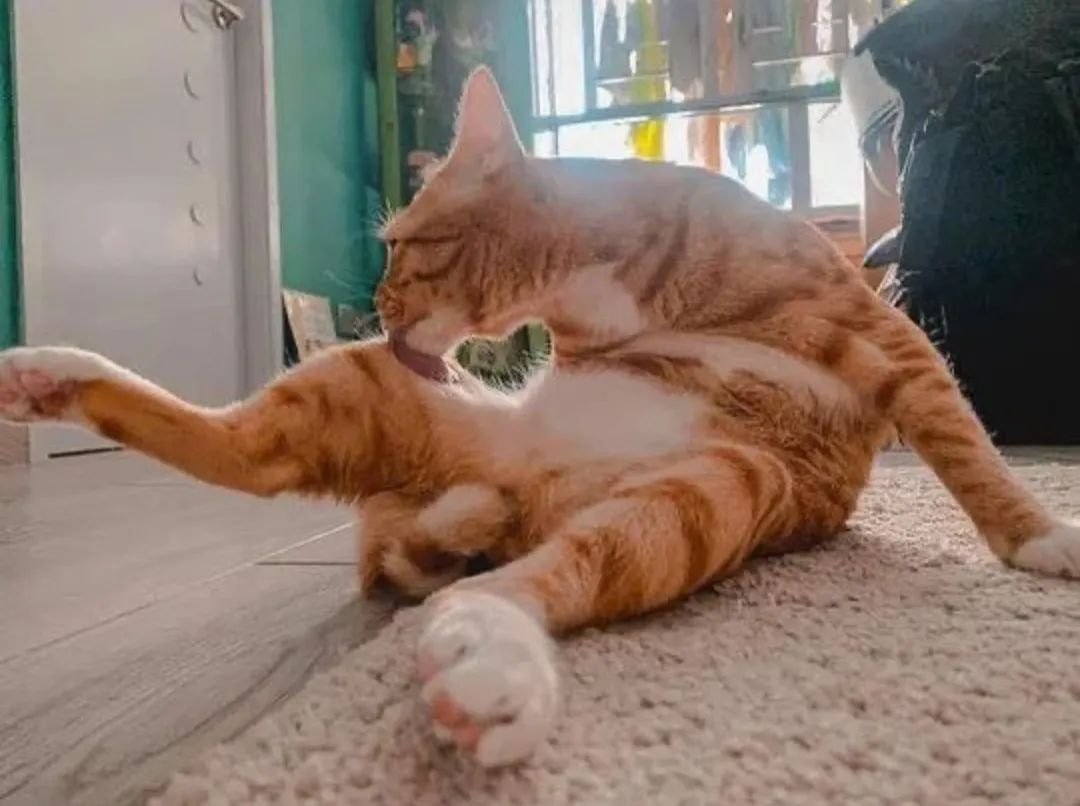 Punch Cat (@punchingcat) on Twitter photo 