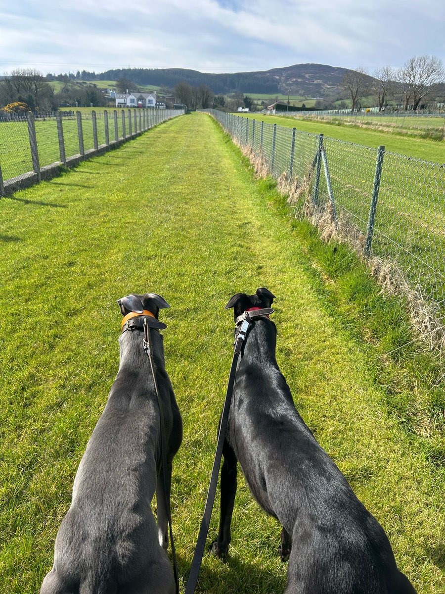 A big week ahead for the brothers!

Bubbly Charger (blue) and Pain Barrier (black) out for stroll and a run this morning at home in Newry with the Matthews family.

Both of them have made it through to the Final of the 2025 Con and Annie Kirby Memorial this Saturday night.

The