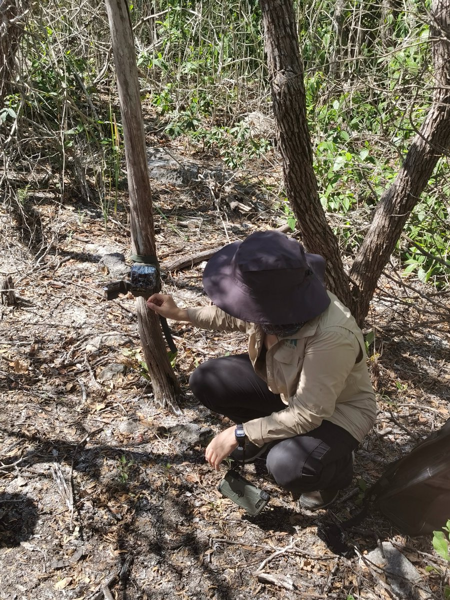 HuaweiLatam's tweet image. ¡Huellas de #jaguar en Dzilam de Bravo en Yucatán! 🐾🐆
Durante el #Tech4Nature Summit 2025 celebrado en México, visitamos el área de conservación del jaguar y presenciamos fuertes señales de su presencia.
Proteger su hábitat es más urgente que nunca: por la biodiversidad, por el…