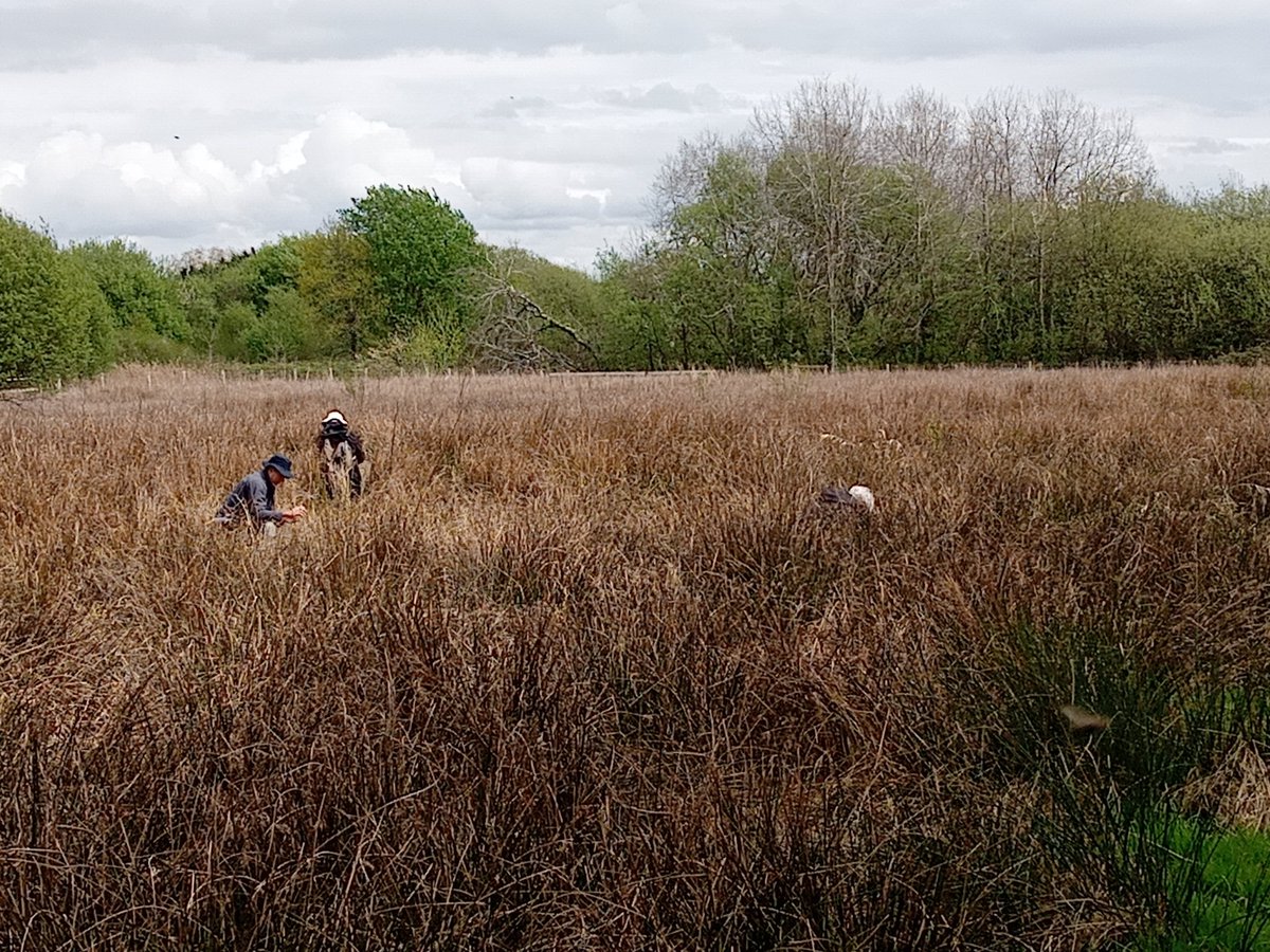 Evening 
There are five volunteers in this image, mostly heads down looking for "Gary" the rare woodlouse Oritoniscus flavus! At 8mm long and living at the base of the rushes it's a challenge, after the dry weather the normally wet field is very dry, only one specimen was found.