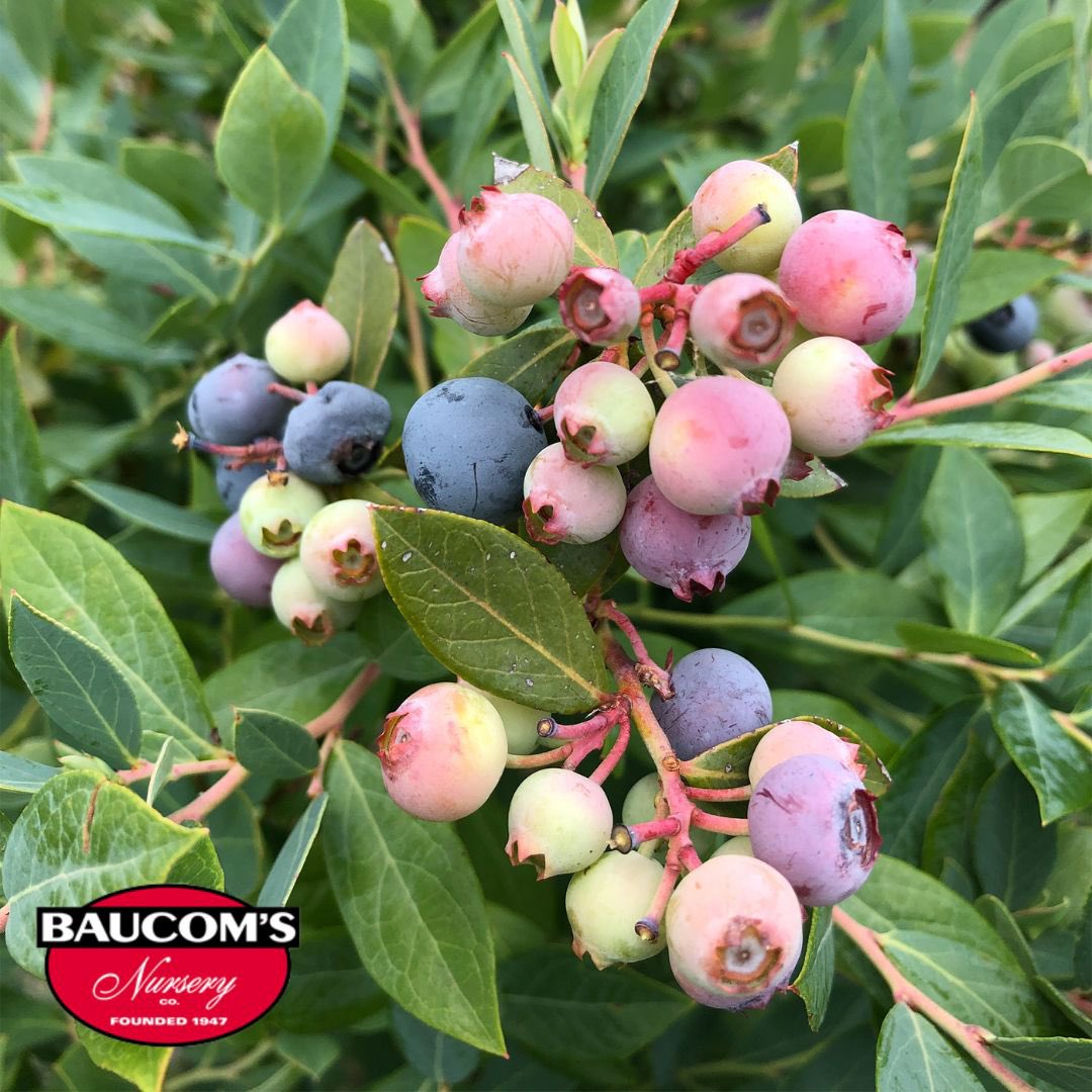 Ready Now!
 
Proven Winners Blueberry Blue Highbush, Splendid! 

Visit us at baucomsnursery.com for all your WHOLESALE ONLY needs. 

#blueberry #blue #highbush #splendid #weigela #vitex #hydrangea #daisy #begonias #annuals #loropetalum #planters #plants #baucomsnursery