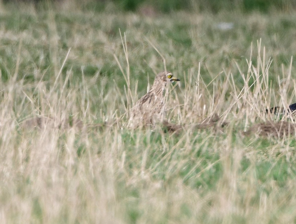 Keith Davison (@badgeman49) on Twitter photo Distant record shot of the Stone Curlew on Teesside today. Very elusive. Thanks to the finder. <a href="/teesbirds1/">teesbirds</a> <a href="/DurhamBirdClub/">Durham Bird Club</a> <a href="/Natures_Voice/">RSPB</a> <a href="/bbcwildlifemag/">BBCWildlifeMagazine</a> <a href="/BBCSpringwatch/">BBC Springwatch</a> Distant record shot of the Stone Curlew on Teesside today. Very elusive. Thanks to the finder. <a href="/teesbirds1/">teesbirds</a> <a href="/DurhamBirdClub/">Durham Bird Club</a> <a href="/Natures_Voice/">RSPB</a> <a href="/bbcwildlifemag/">BBCWildlifeMagazine</a> <a href="/BBCSpringwatch/">BBC Springwatch</a>