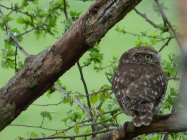 David Robinson tweet media