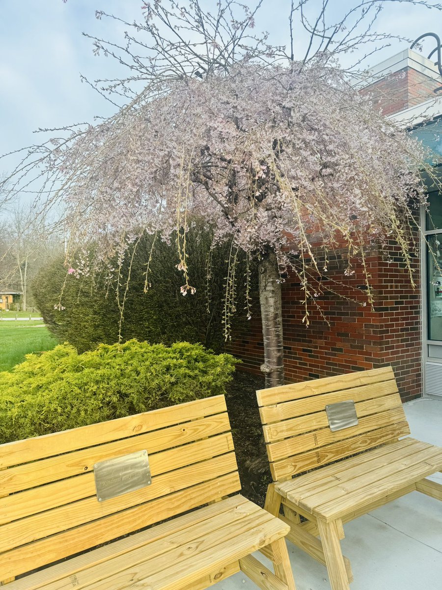 Th KJL benches look beautiful with the blossoms <a href="/MelridgeElem/">Melridge Elementary</a> 🌸