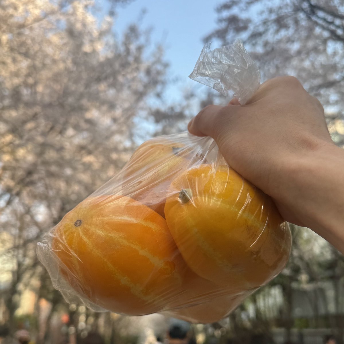 pangyaedam's tweet photo. yedam, melons, and cherry blossom 🌸

#bangyedam #방예담 https://t.co/XLbYPDmZEn