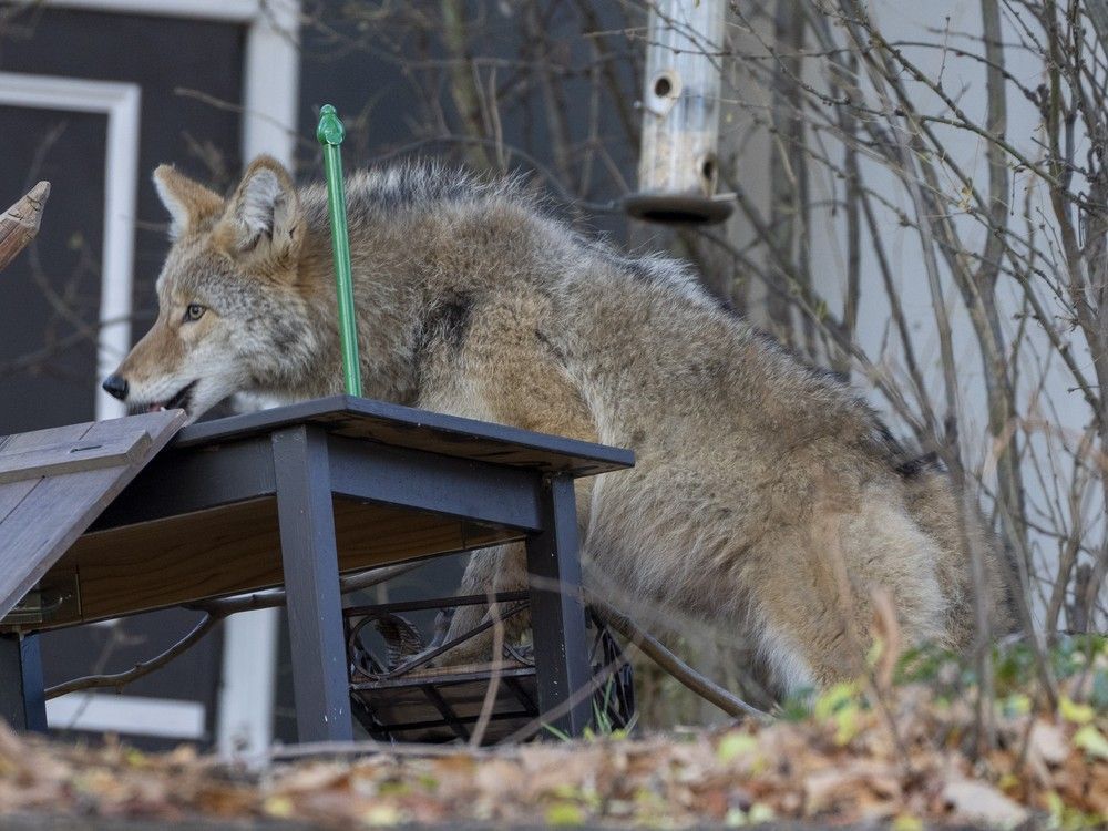 'Extra caution': Expert warns of aggressive coyotes as denning season arrives in Edmonton

edmontonjournal.com/news/local-new…