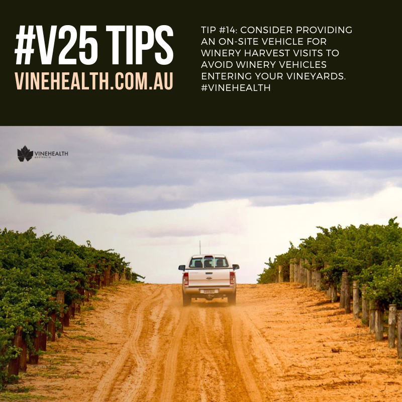 V25 Tip 14: Provide on-site vehicles: Consider providing an on-site vehicle for winery harvest visits to avoid winery vehicles entering your vineyards. #Vinehealth