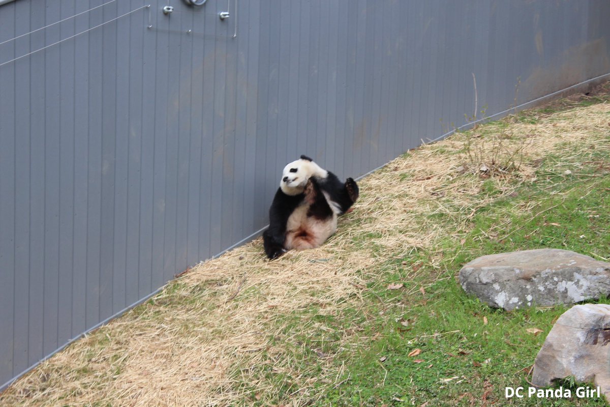 Qing Bao climbs high and plays in the hay 🐼🥰🌳💞 New YouTube video: youtu.be/3R3BKyTnqrY?si… <a href="/NationalZoo/">National Zoo</a> #panda #pandas #giantpanda