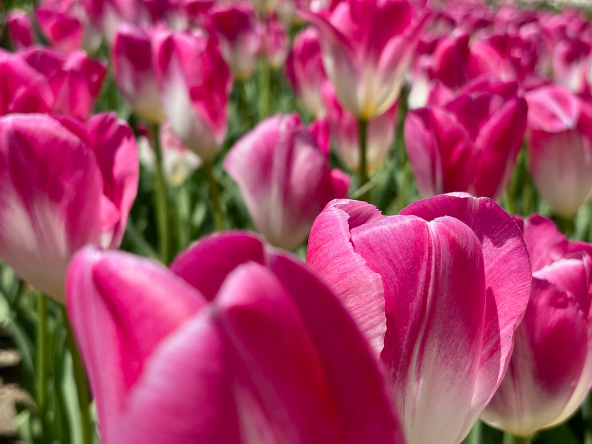 チューリップ畑🌷

京都府立植物園

素敵な1日をお過ごし下さいませ✨

📸2025/4